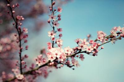 Les fleurs de cerisier